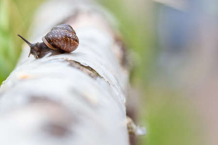 A large snail crawls along the trunk of a birch tree. Selective focus, natural lightの写真素材