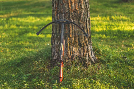 A loaded crossbow stands at the tree trunk. Natural lightの写真素材
