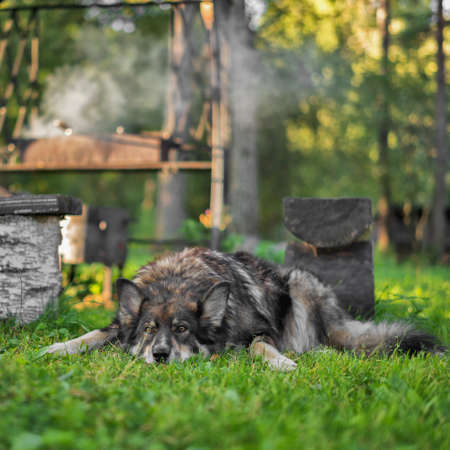 a large shaggy dog rest near the grill. Natural light