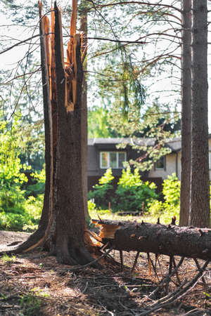 A tree felled by the wind. The damage from the storm. After a strong hurricane-force wind, trees...