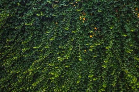 green ivy walls close-up in natural light. Natural, natural background, texture. Carpet of leaves