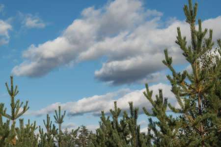 the crowns of the pines on beautiful sky background. Natural background. Natural lightの写真素材