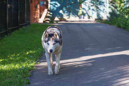 Siberian husky with blue eyes is walking on an asphalt road.の写真素材