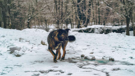 A hunting dog looks out for prey in the winter forest. Natural light.