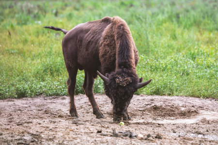 The European bison walks in the reserve in the open air. Natural lightの写真素材