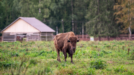 The European bison walks in the reserve in the open air. Natural light