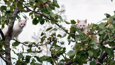 Little white kittens in the branches of a tree in the garden. Natural lightの写真素材