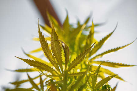 Abstract background of hemp leaves in natural sunlight. Selective focus