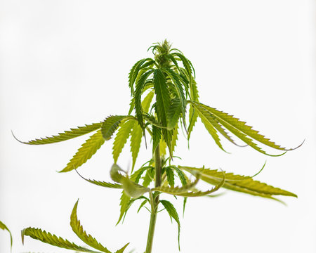 A branch of cannabis in the natural autumn sunlight. Selective focusの写真素材