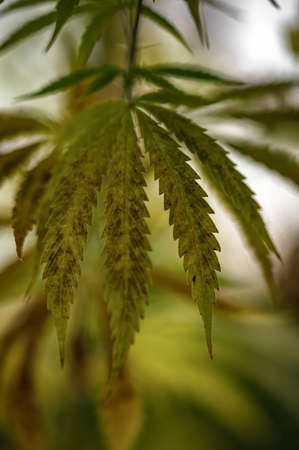 Abstract background of hemp leaves in natural sunlight. Selective focus