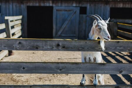 a goat on a farm in a horseman stood on the crossbar with hooves. wooden paddock on a farm for cattle の写真素材