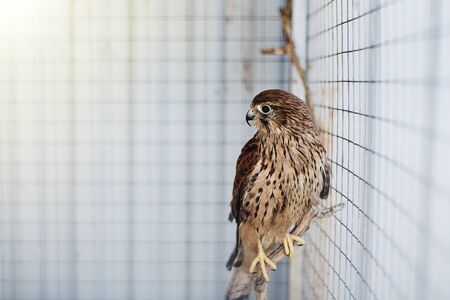 A bird hawk in a cage on a sunny day. He's sitting on a stick.の写真素材