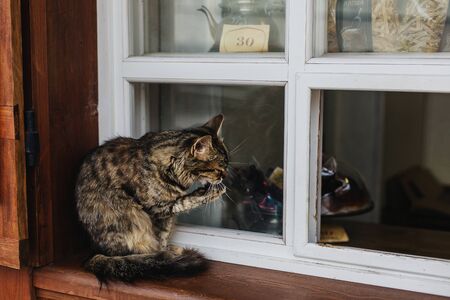 The cat sits on the window of the store and washes its paw. A wooden house with an old shop の写真素材