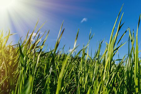 Ordinary grass in the middle of a wild garden against a blue sky.