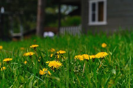 Green field with yellow dandelions. Close-up of spring flowers on the ground