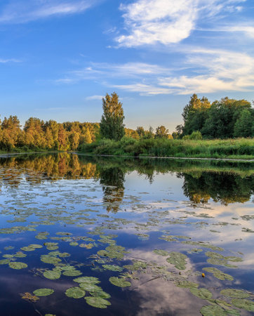 River with water lilies, summer evening,  vertical frame