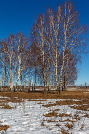 Birch in a field in spring, last year's grass, remnants of snow, sunny dayの写真素材