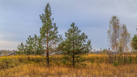 Autumn Landscape, young pine and birch on the background of yellowed grassの写真素材