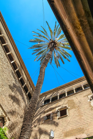 Palm tree in the courtyard in Barcelona, is attached to the wall for safetyの写真素材