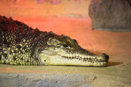 Crocodile close-up in zoo
