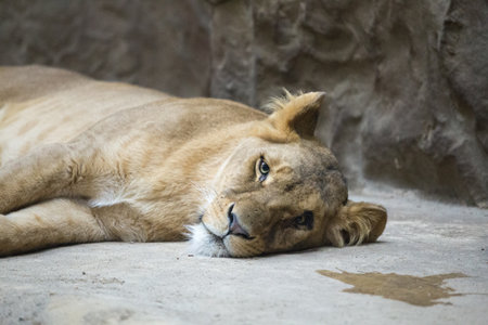 a lion sleeping in the zoo cageの写真素材