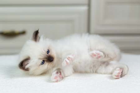 Sacred Birman kitten on a light background, birmaの写真素材