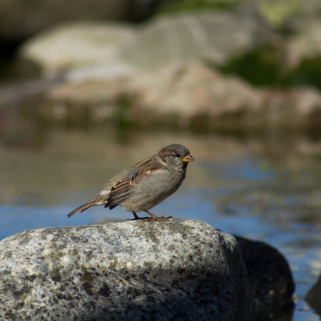 sparrows on a rock near the waterの写真素材