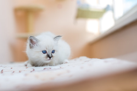 kitten cat breed sacred burma on a light backgroundの写真素材