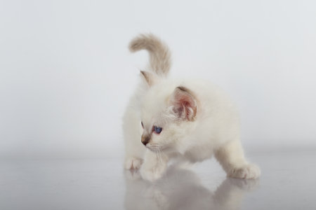 Sacred Birman kitten in the studio, purebred kittens on isolated backgroundの写真素材