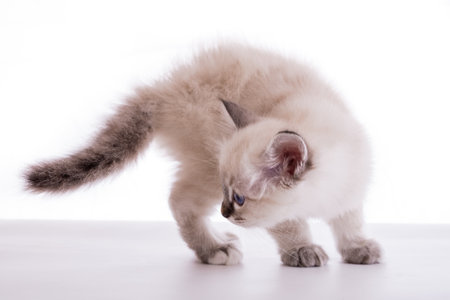 Sacred Birman kitten in the studio, purebred kittens on isolated backgroundの写真素材