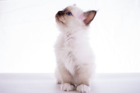 Sacred Birman kitten in the studio, purebred kittens on isolated backgroundの写真素材
