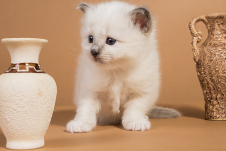 Sacred Birman kitten in the studio, purebred kittens on isolated beige backgroundの写真素材