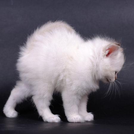 Sacred Birman kitten in the studio, purebred kittens on isolated black backgroundの写真素材
