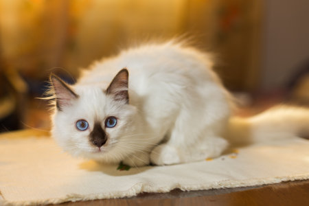 kitten cat breed sacred burma in the interiorの写真素材