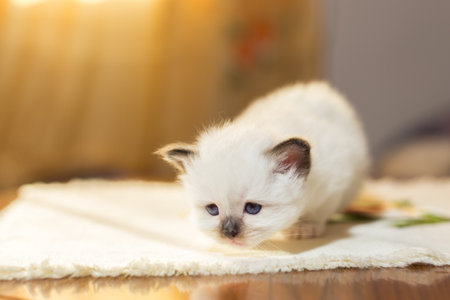 kitten cat breed sacred burma in the interiorの写真素材