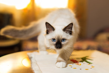 kitten cat breed sacred burma in the interiorの写真素材