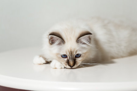 kitten cat breed sacred burma on a light backgroundの写真素材