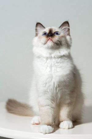kitten cat breed sacred burma on a light backgroundの写真素材