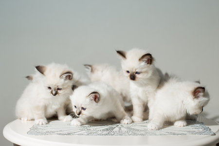many kittens cat breeds sacred birmaの写真素材