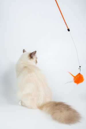 Sacred Birman Cat, birma isolated on a white background, studio photoの写真素材