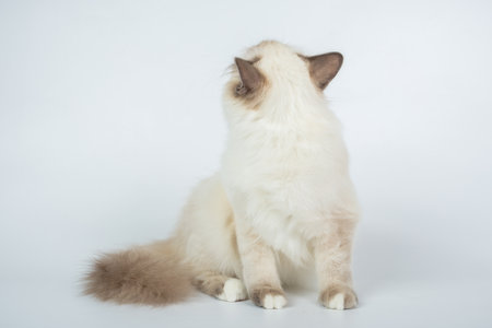 Sacred Birman Cat, birma isolated on a white background, studio photoの写真素材