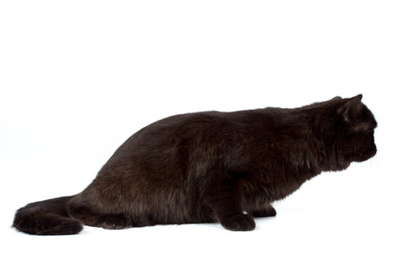 British black cat isolated on a white background, studio photoの写真素材