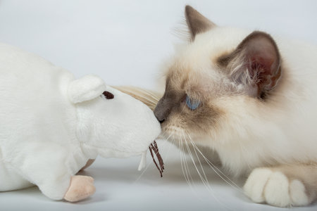 Sacred Birman Cat, birma isolated on a white background, studio photoの写真素材