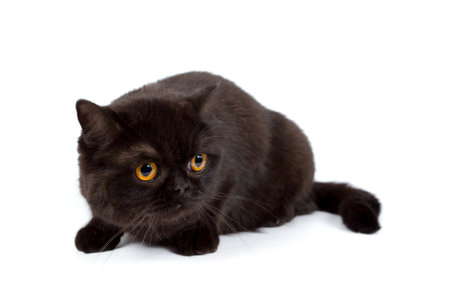 British black cat isolated on a white background, studio photoの写真素材