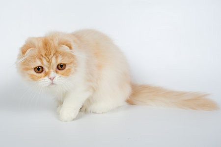 Fold long-haired ginger cat on a white background, studio photoの写真素材