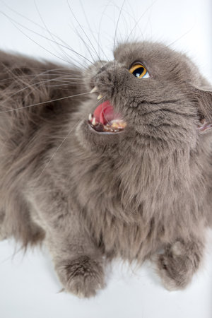 angry, hissing gray persian cat isolated on white backgroundの写真素材