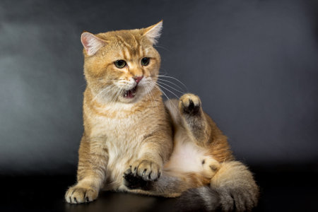 British gold, cat isolated on a black background, studio photoの写真素材