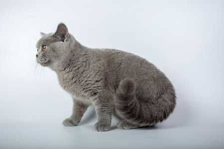 British gray cat isolated on a white background, studio photoの写真素材