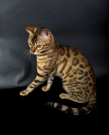 Bengal cat on a black background in the studio, isolated, bright spotted catの写真素材