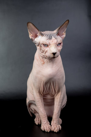 bald hairless sphinx cat isolated on a black background, studio photoの写真素材